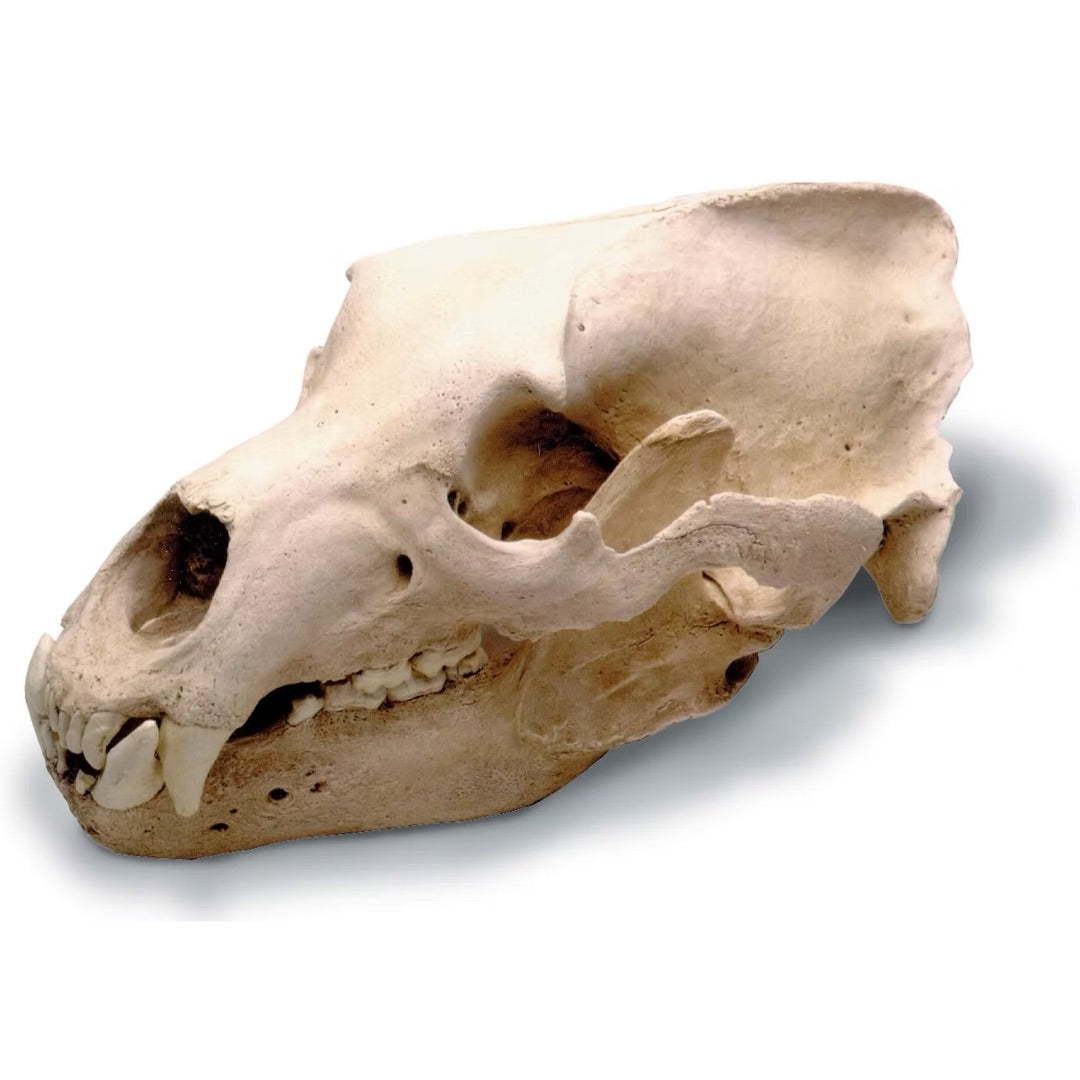 Grizzly bear skull replica SK210 in compound stone with antique finish, 15 inches long, made in USA