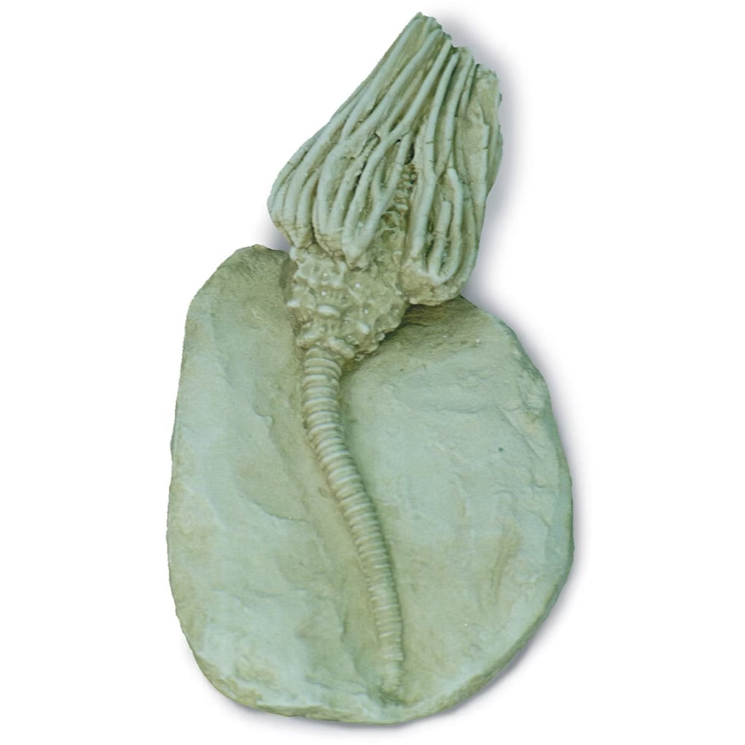 Crinoid Fossil Cast - Museum-Quality Paleontological Reproduction 5H
