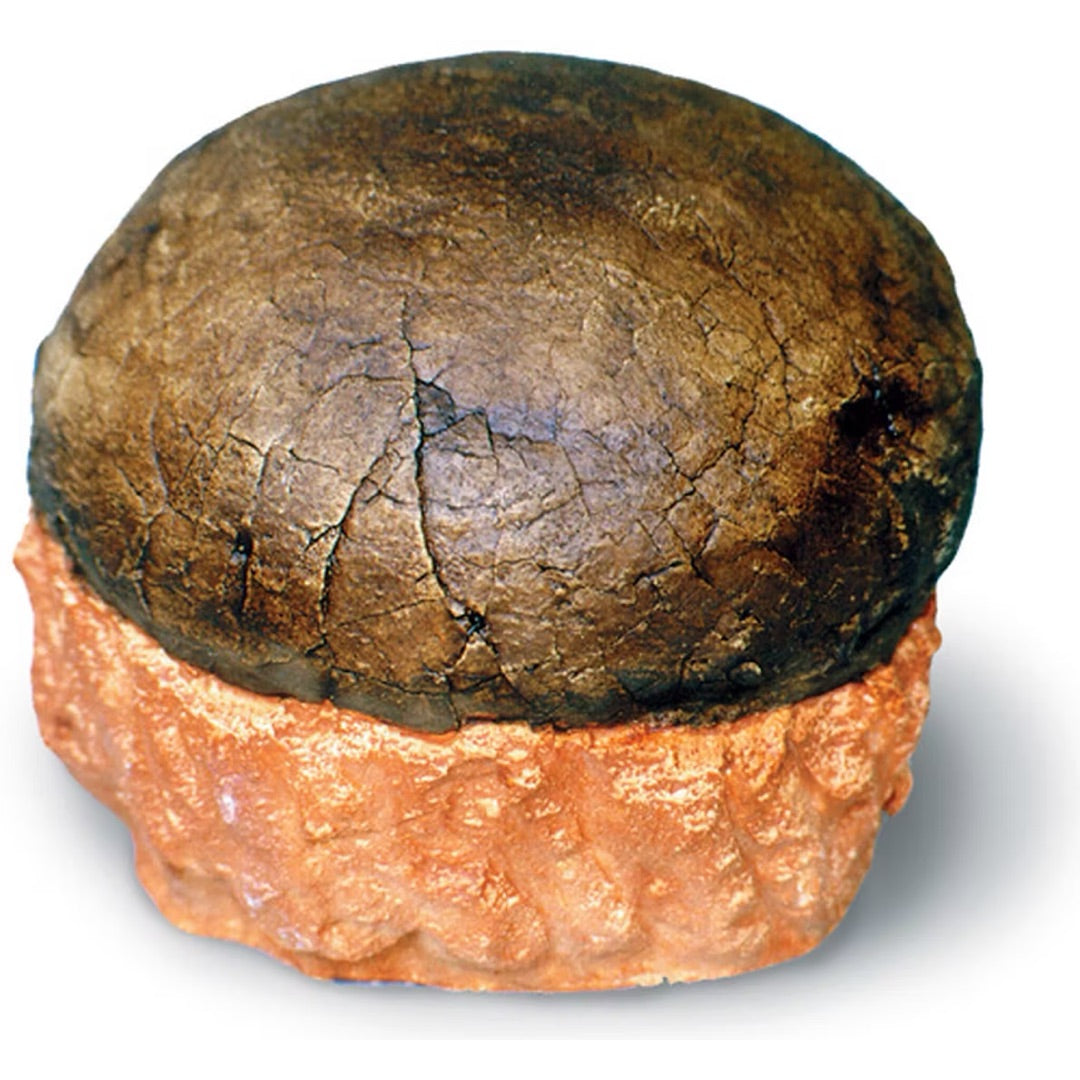 Hadrosaur Dinosaur Egg Cast - Museum-Quality Paleontological Reproduction