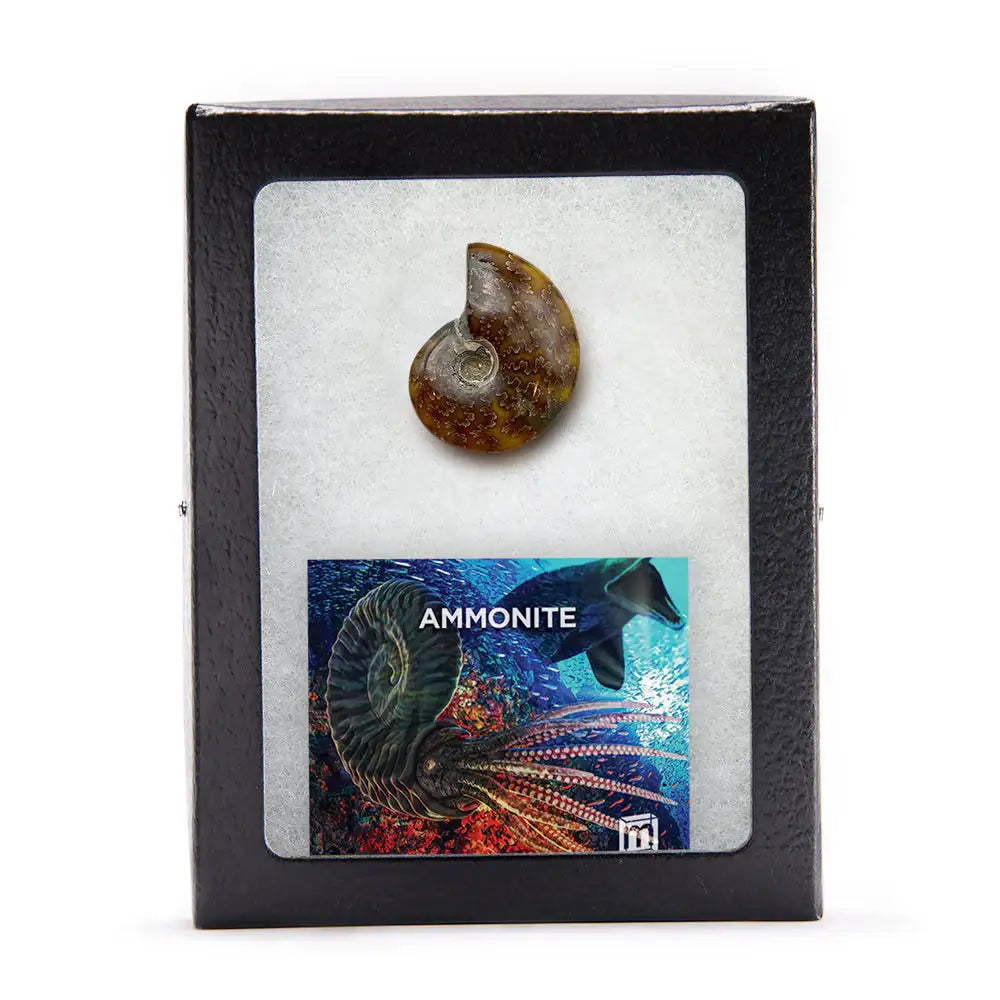 Ammonite Split Fossil - Authentic Ancient Cephalopod Specimen
