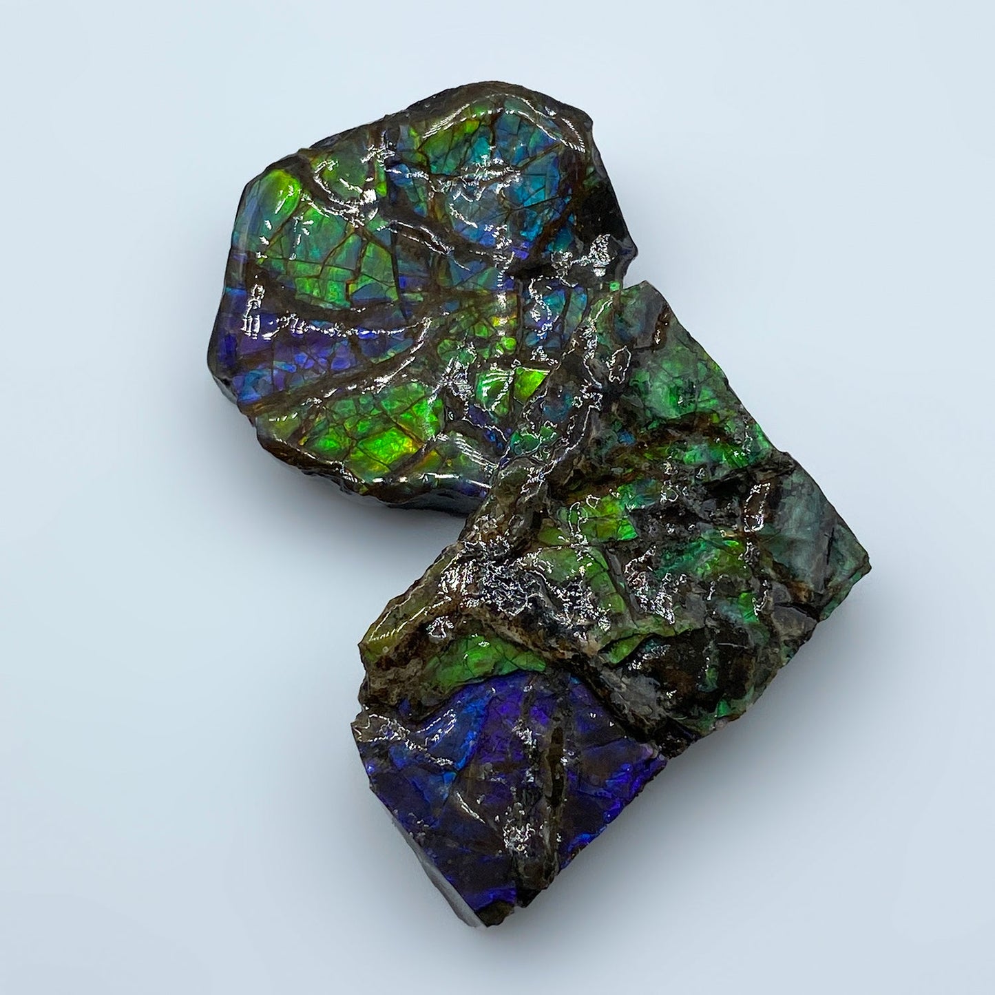 Rainbow Fossil Ammolite - Authentic Gem-Quality Ammonite Fragment