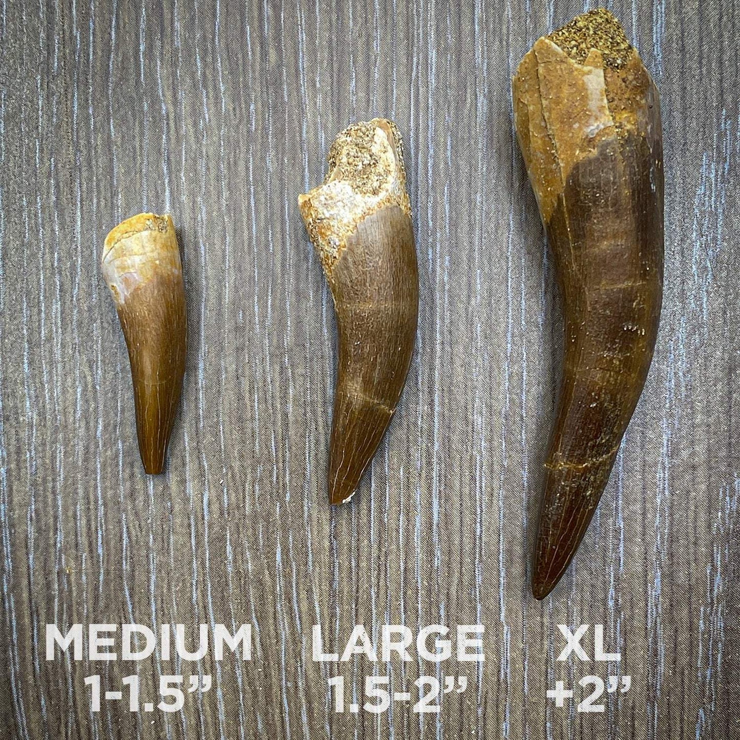 Plesiosaur Tooth - Authentic Cretaceous Marine Reptile Fossil Specimen - Extra Large