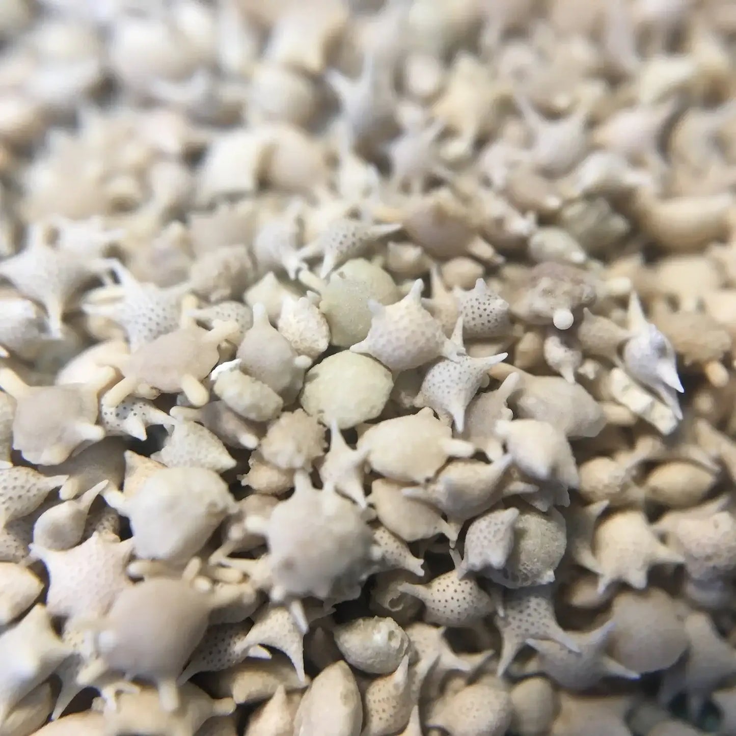 Japanese Star Sand - Authentic Foraminifera Fossil Specimens from Okinawa