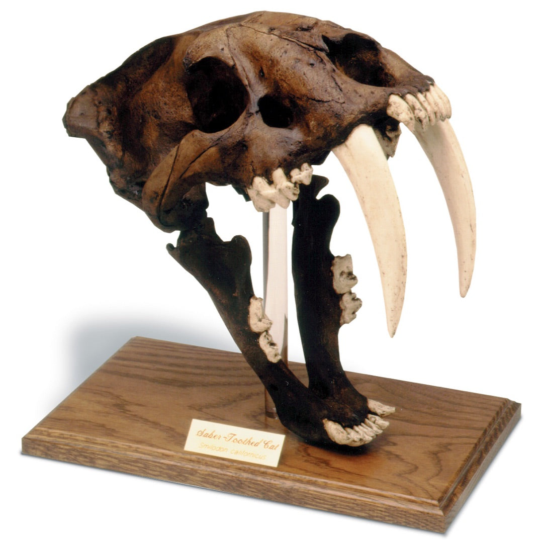 Saber Tooth Cat Prehistoric Skull Replica with Stand 12H, Assorted Colors - Museumize.com