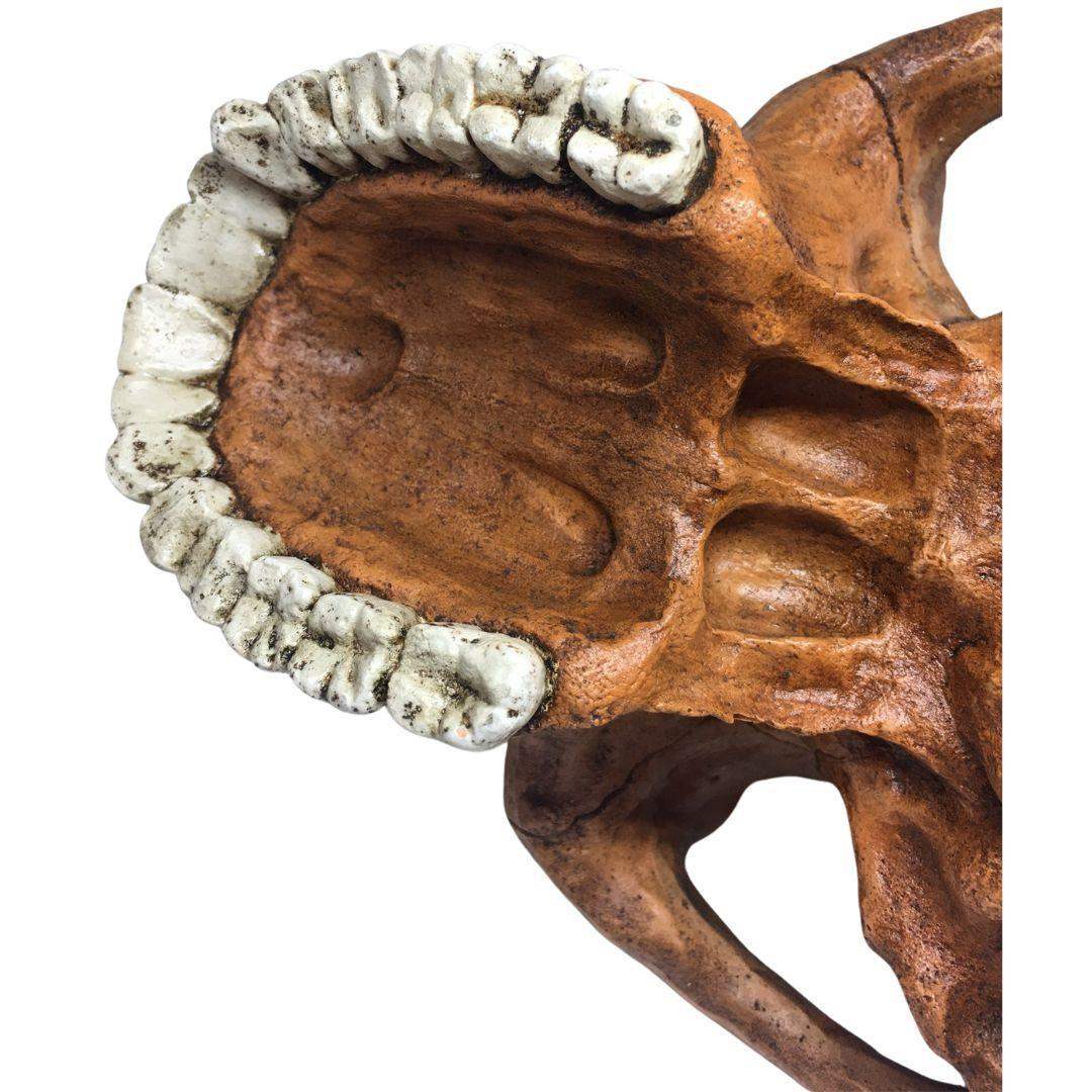 Prehistoric Australopithicus Africanus Cranium Skull Life Size for Anthropology 7.6L - Museumize.com