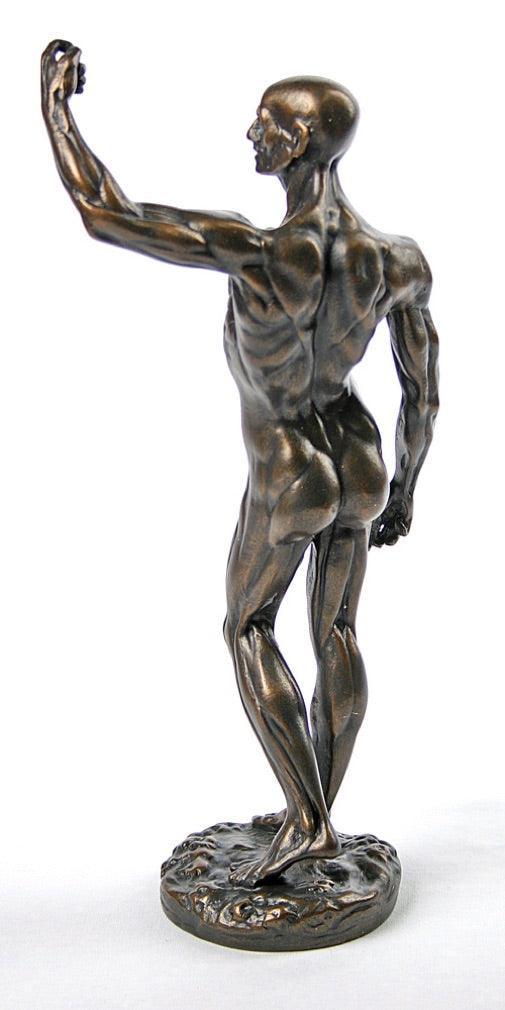 Anatomical Study of Flayed Male Man Anatomy L'ecorche Statue by Houdon 10H - Museumize.com