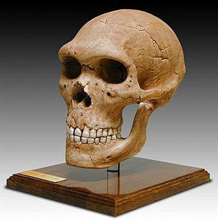Neanderthal Skull with Stand from Hominid Series 9H - Museumize.com
