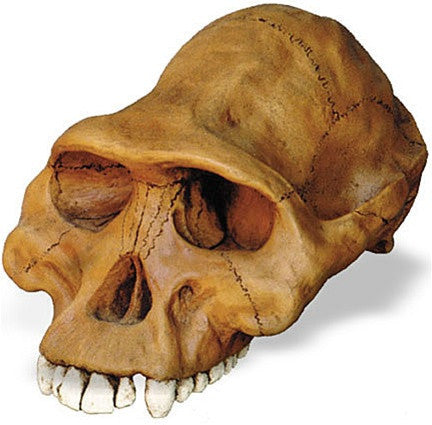 Prehistoric Australopithicus Afarensis Cranium Skull from Hominid Series 8L - Museumize.com