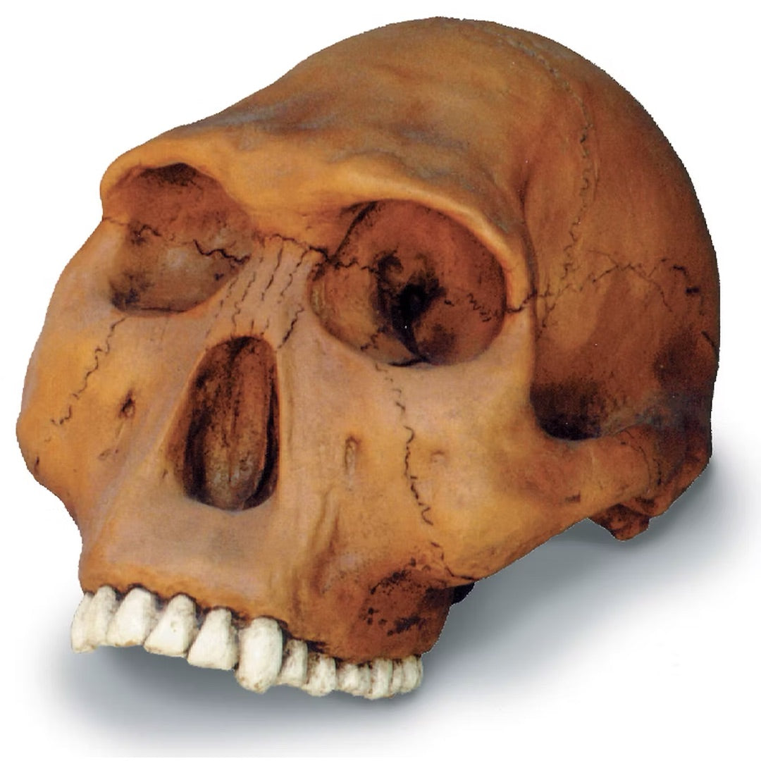 Prehistoric Homo Habilis Cranium Skull from Hominid Series 8L - Museumize.com