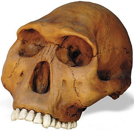 Museumize:Prehistoric Homo Habilis Cranium Skull from Hominid Series 12L - 5112Z