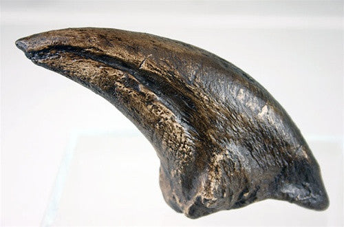 Tyrannosaurus Claw Dinosaur Bone Reproduction 8L –