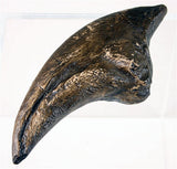 Museumize:Tyrannosaurus Claw Dinosaur Bone Reproduction 8L - 5098Z