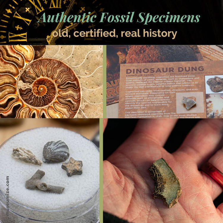 Authentic Fossil Specimens