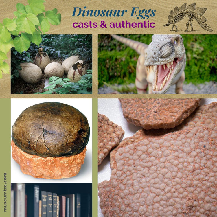 Dinosaur Eggs - Fossil Casts & Authentic Specimens