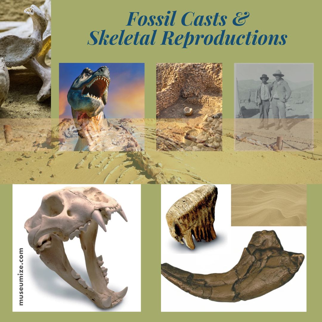 Fossil Casts & Skeletal Reproductions