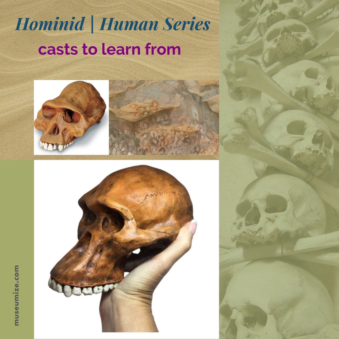 Hominid | Human Series Cranial Casts