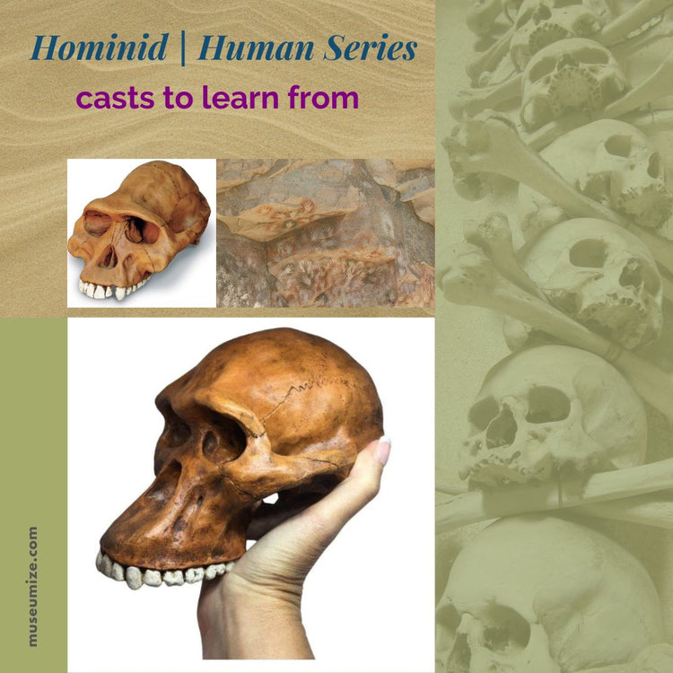 Hominid | Human Series Cranial Casts