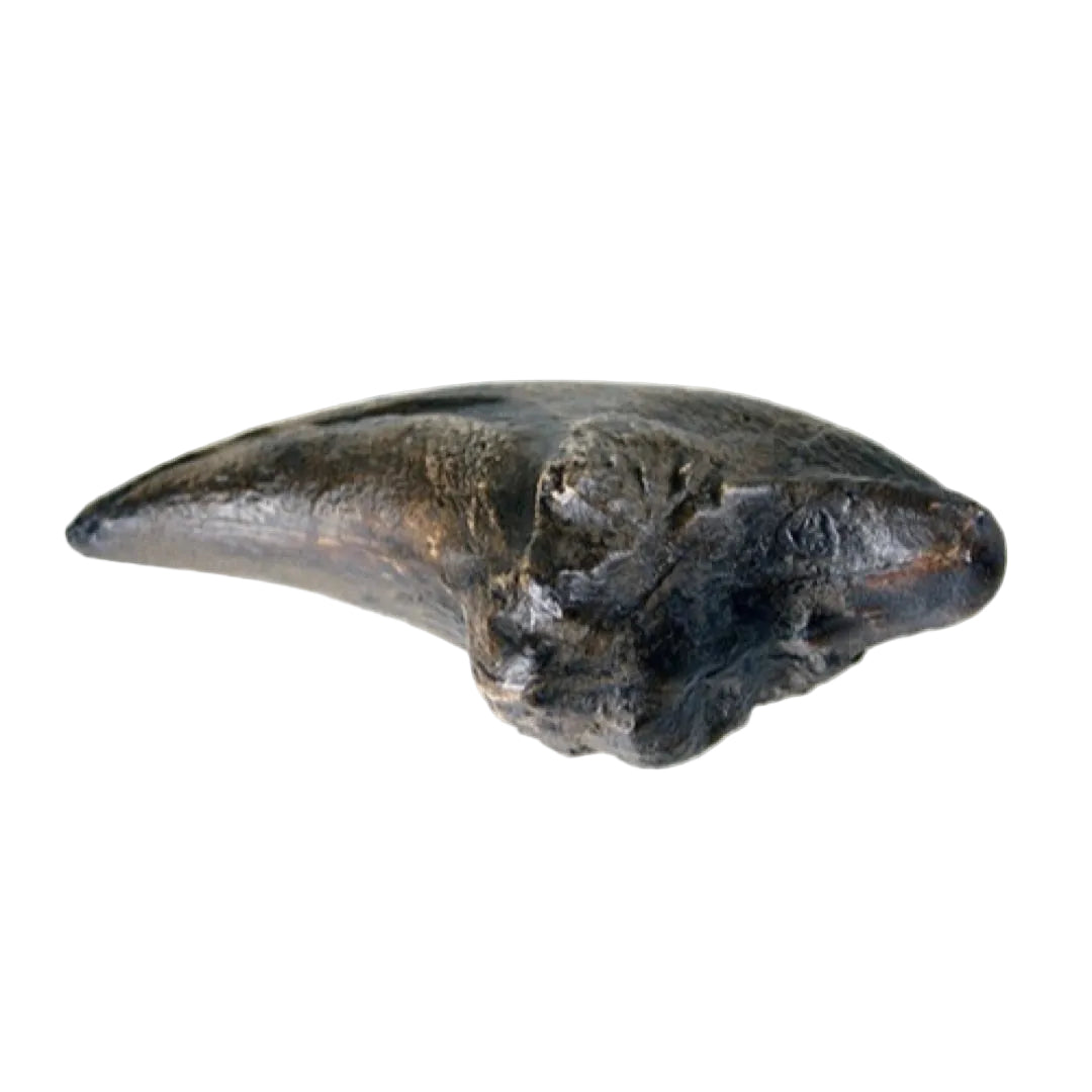 side view 2 Tyrannosaurus Claw fossil replica lifesize