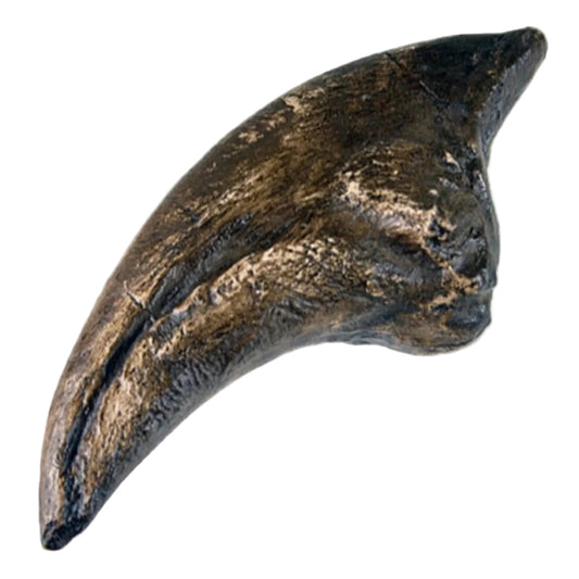 Tyrannosaurus Claw fossil replica lifesize