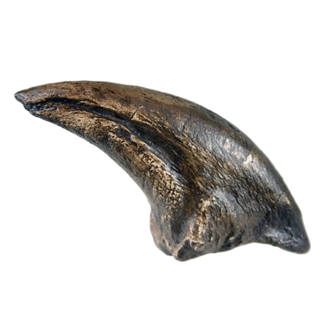 side view Tyrannosaurus Claw fossil replica lifesize