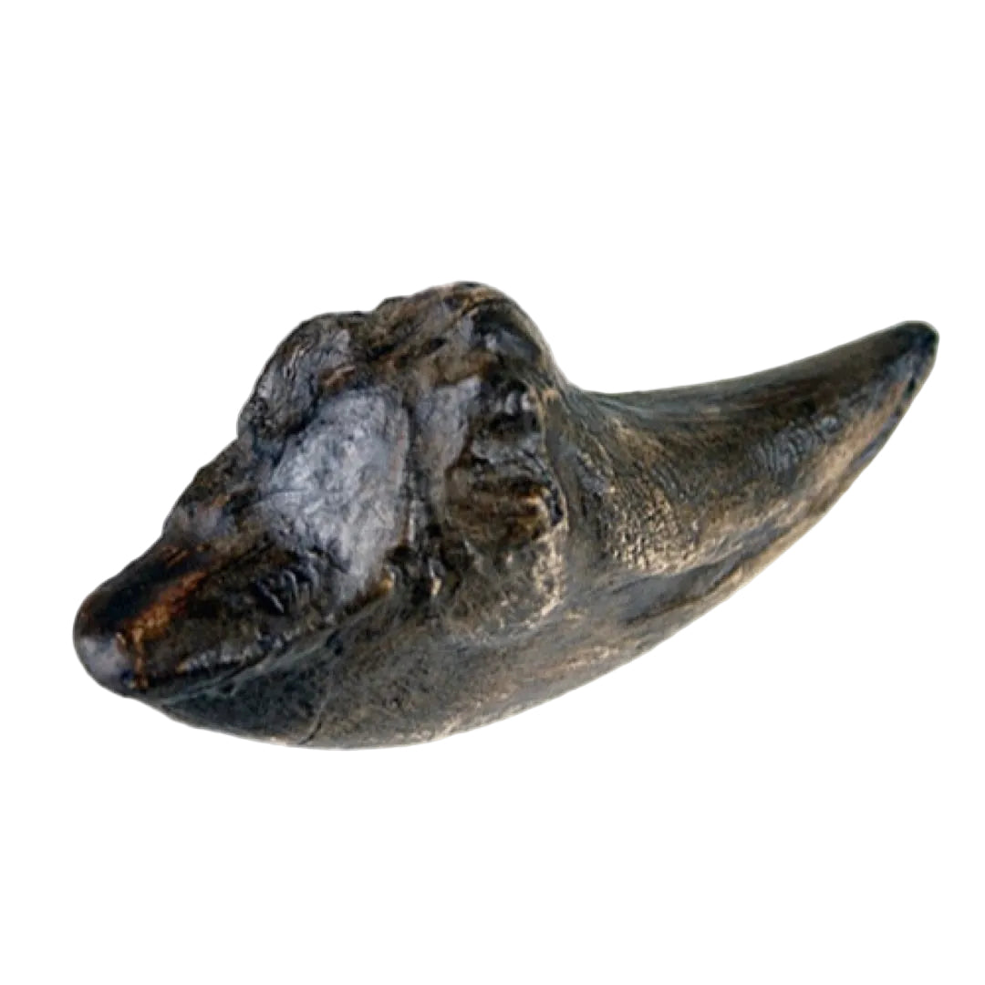 top view Tyrannosaurus Claw fossil replica lifesize