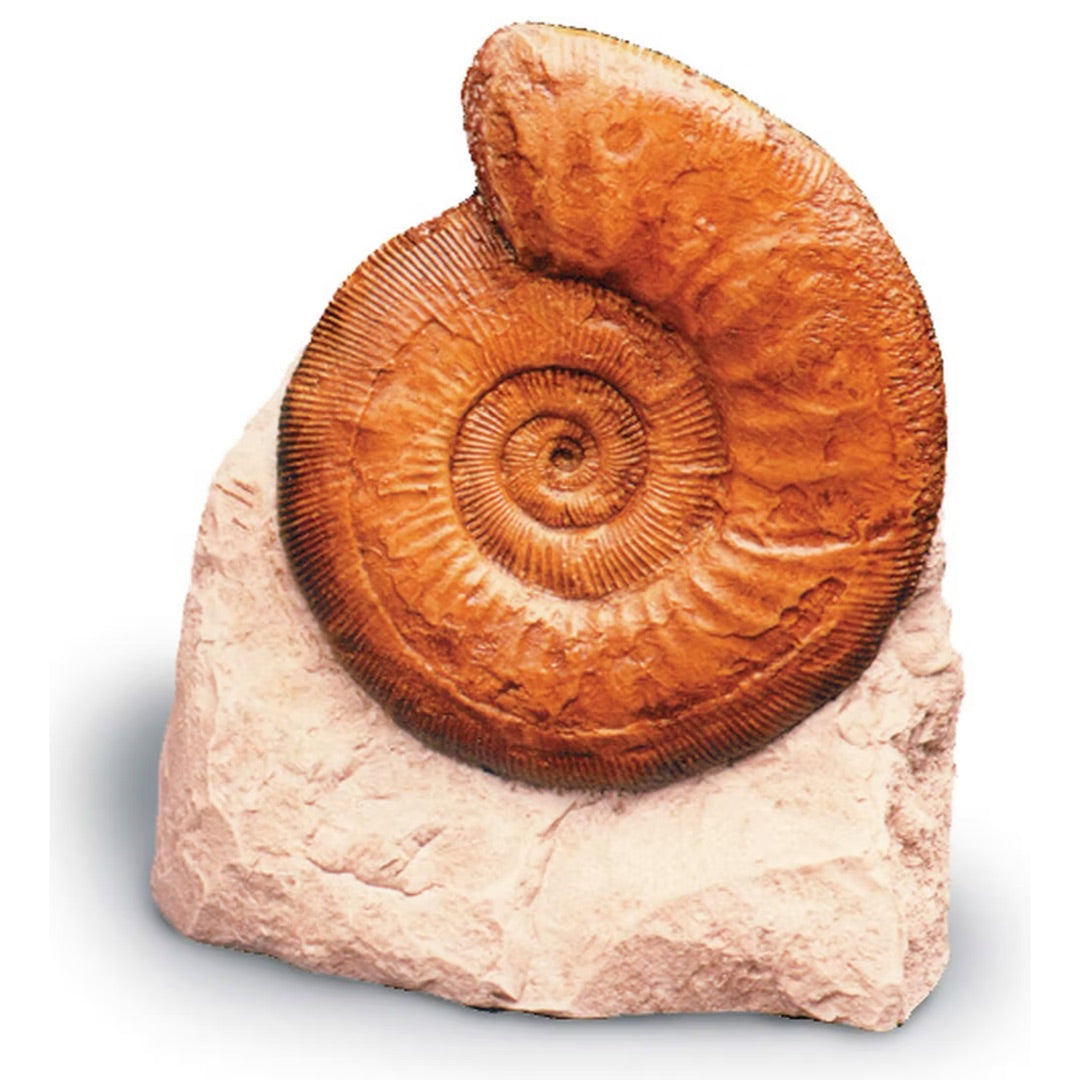 Ammonite Fossil Cast - Museum-Quality Paleontological Reproduction 4H