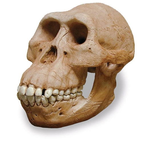 Australopithecus Afarensis Cranial Cast | Hominid Series Museum Reproduction 7H