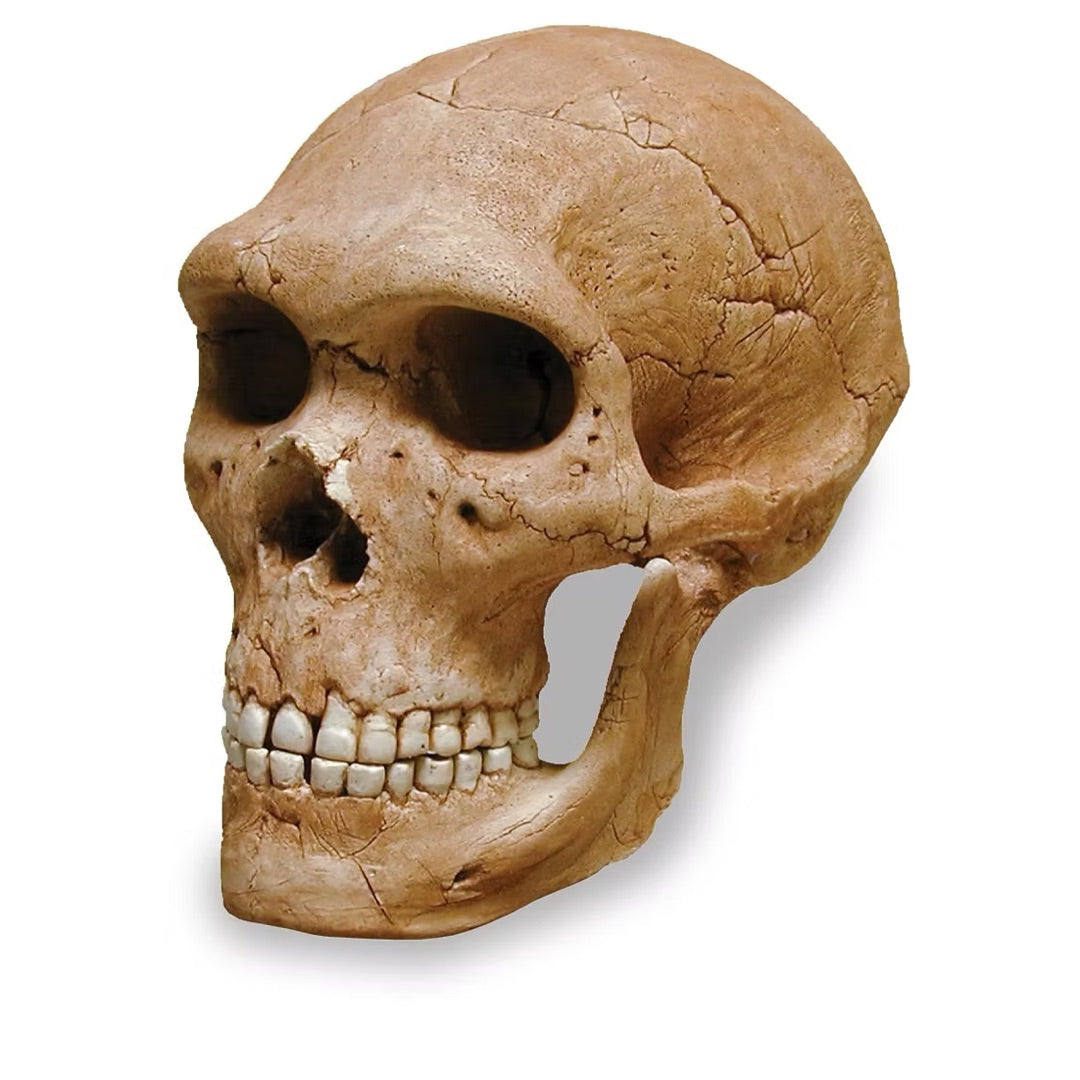 Replica of earliest humankind, neanderthal head