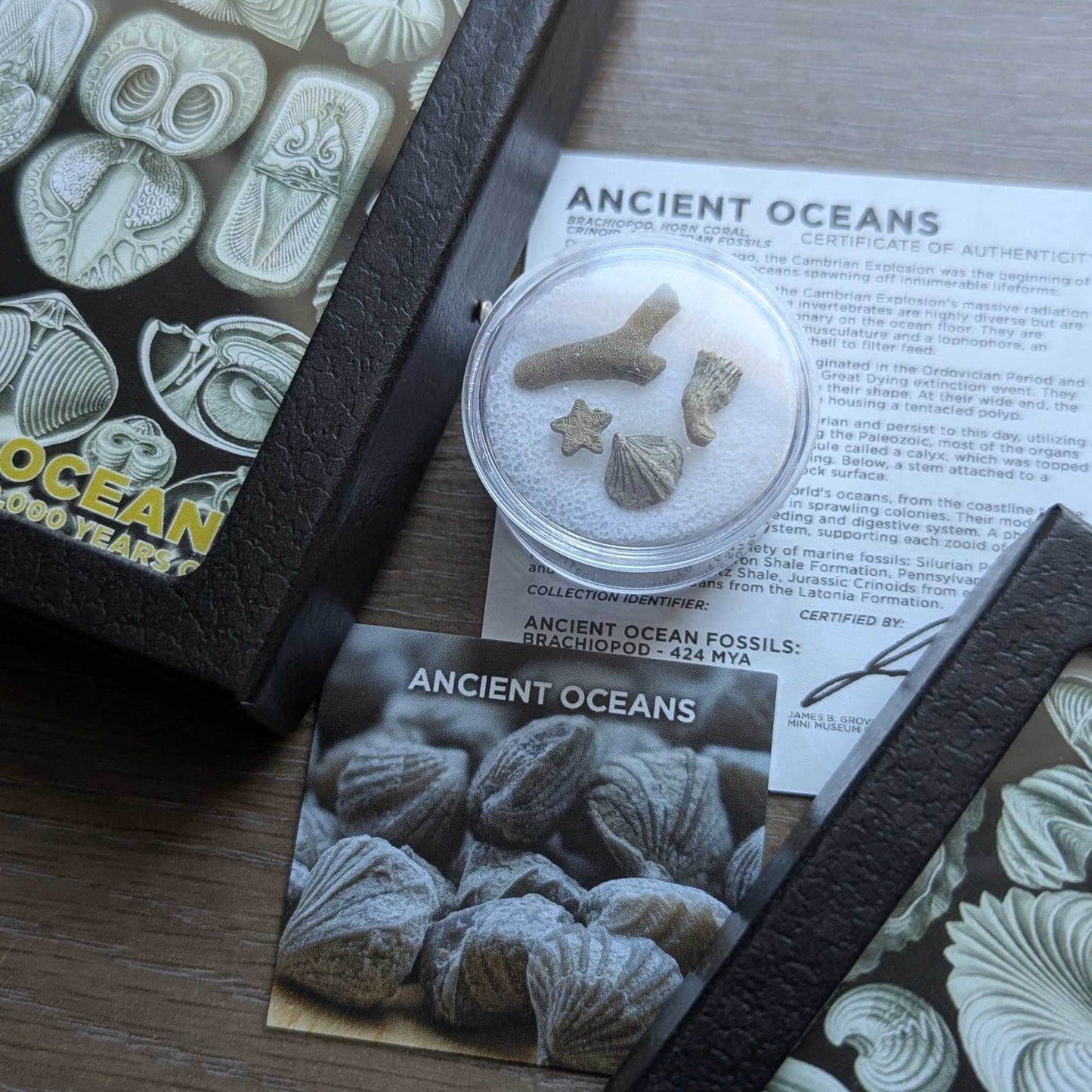 Ancient Oceans 4-in-1 Fossil Specimen Collection - Authentic Marine Fossil Set