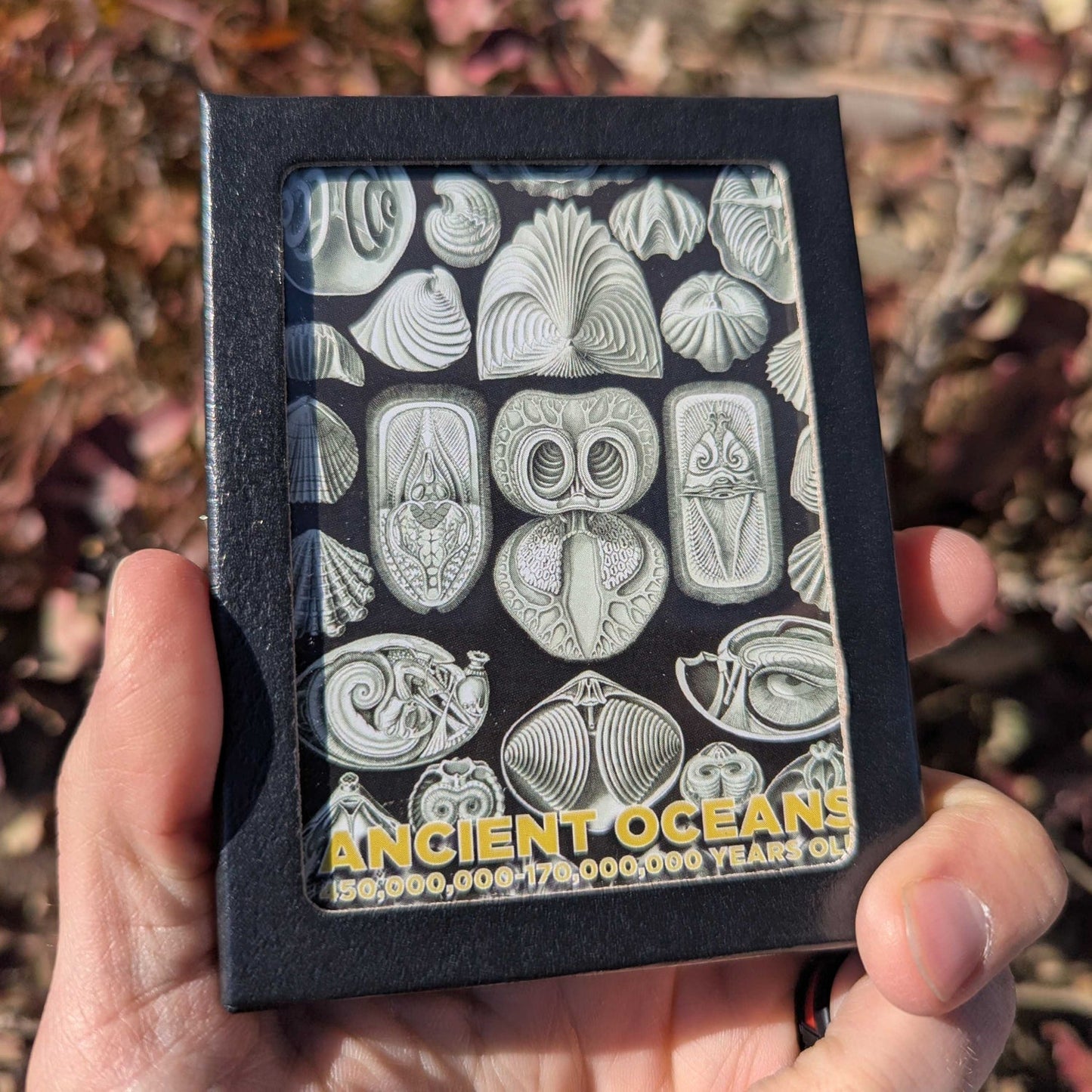Ancient Oceans 4-in-1 Fossil Specimen Collection - Authentic Marine Fossil Set
