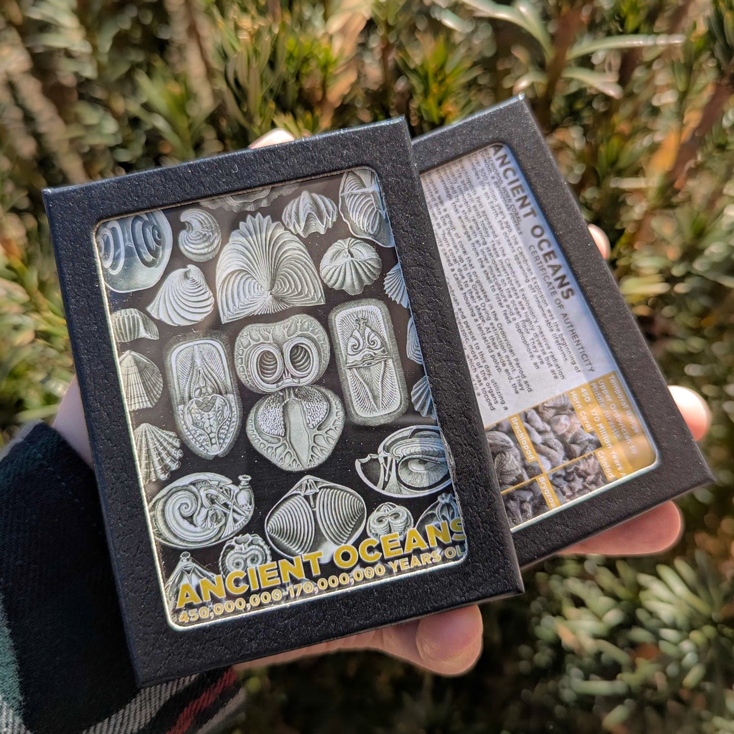 Ancient Oceans 4-in-1 Fossil Specimen Collection - Authentic Marine Fossil Set