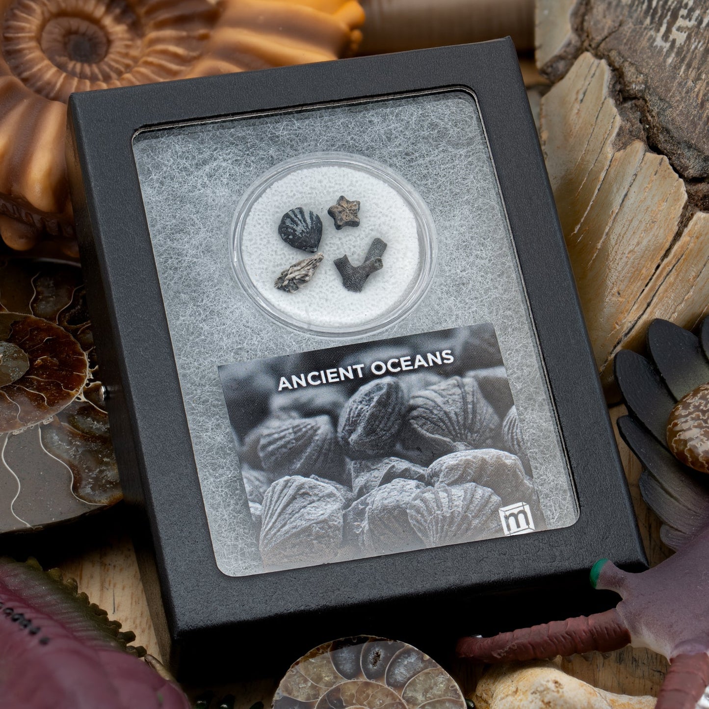 Ancient Oceans 4-in-1 Fossil Specimen Collection - Authentic Marine Fossil Set
