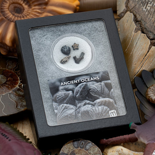 Ancient Oceans 4-in-1 Fossil Specimen Collection - Authentic Marine Fossil Set
