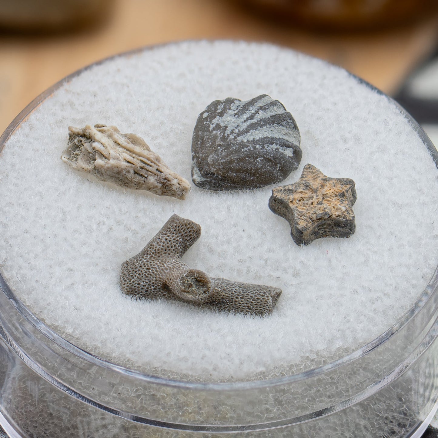 Ancient Oceans 4-in-1 Fossil Specimen Collection - Authentic Marine Fossil Set