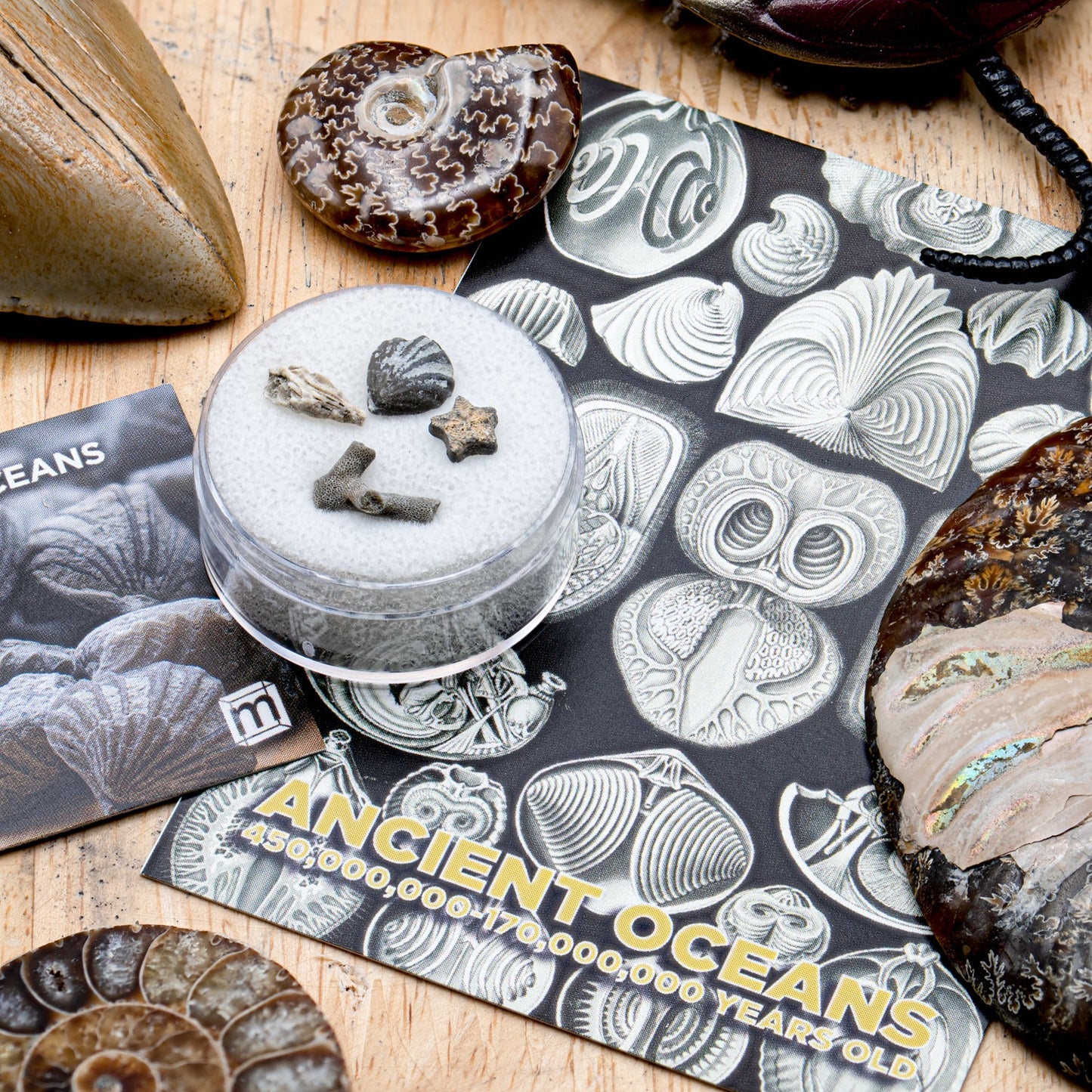 Ancient Oceans 4-in-1 Fossil Specimen Collection - Authentic Marine Fossil Set
