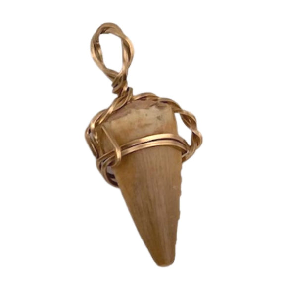 Fossil Shark Tooth Pendant #2 - The Dinosaur Store & Museum