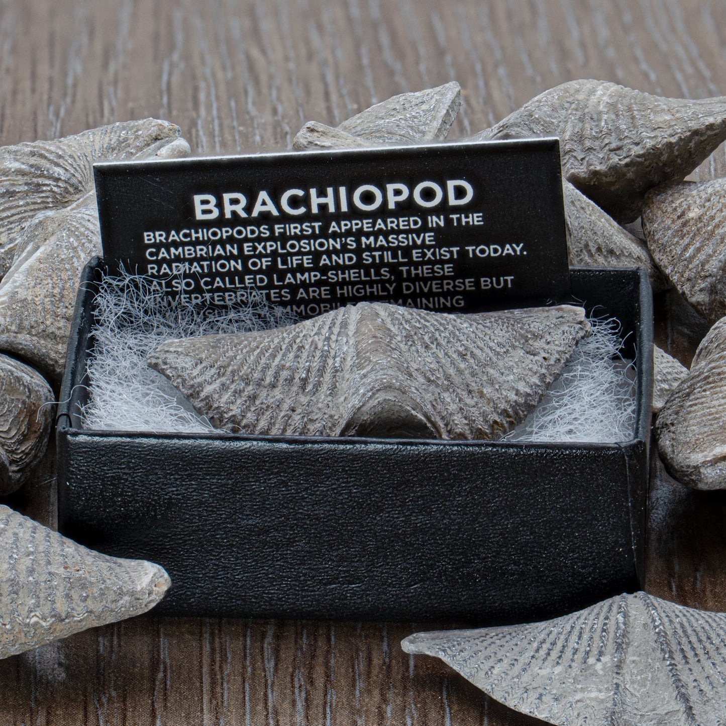Brachiopod Fossil - Authentic 500-Million-Year Marine Specimen - Pocket Fossil