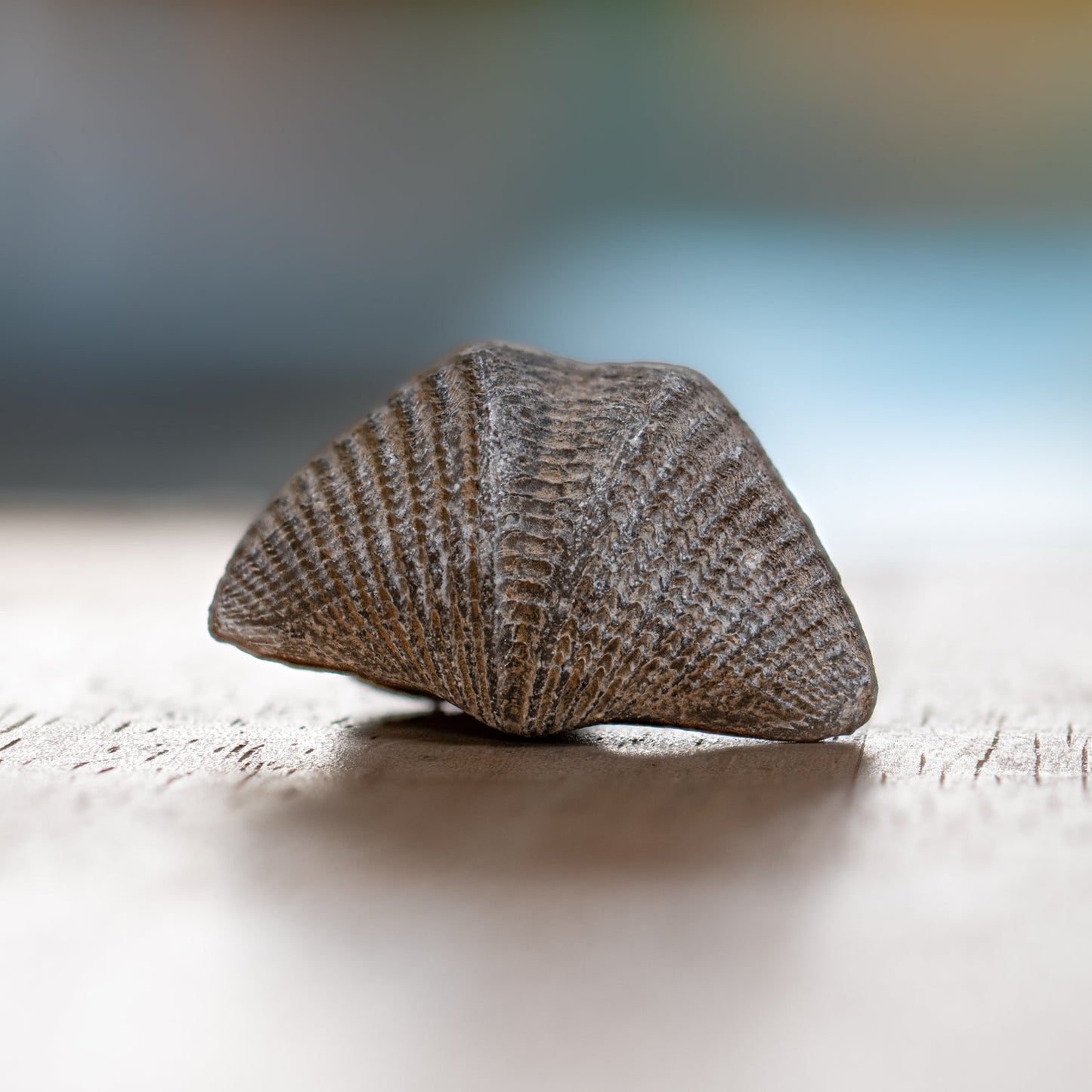 Brachiopod Fossil - Authentic 500-Million-Year Marine Specimen - Pocket Fossil