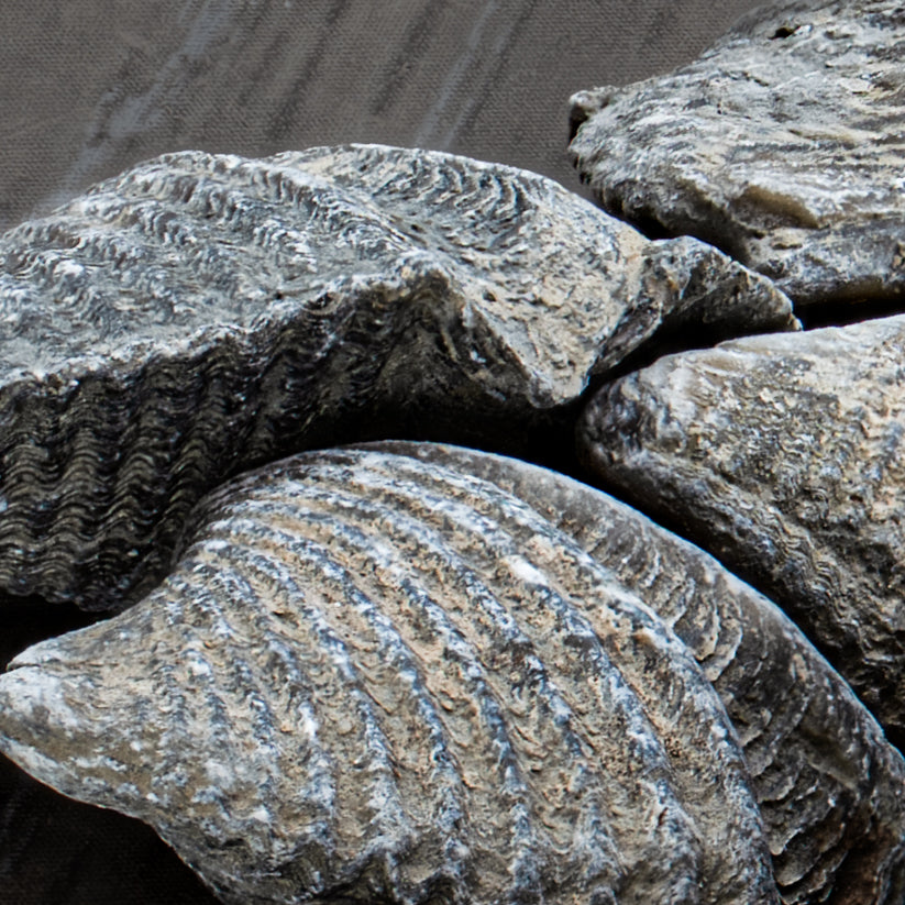 Brachiopod Fossil - Authentic 500-Million-Year Marine Specimen - Pocket Fossil
