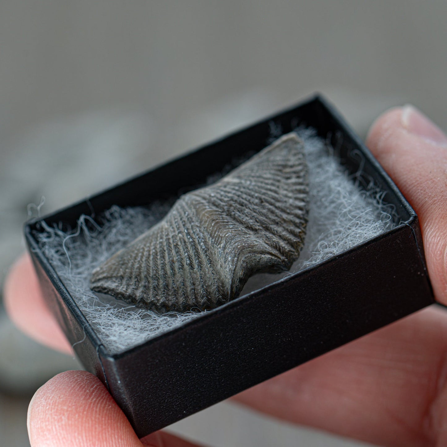 Brachiopod Fossil - Authentic 500-Million-Year Marine Specimen - Pocket Fossil