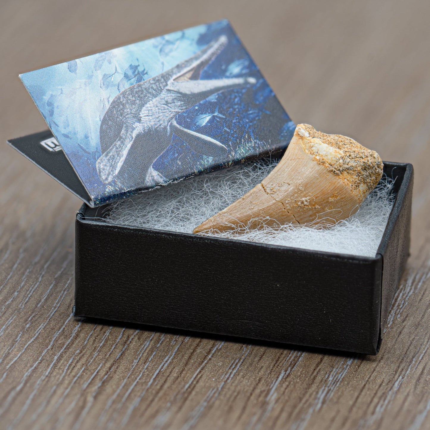 Mighty Mosasaur Tooth - Authentic Cretaceous Fossil Pocket Specimen