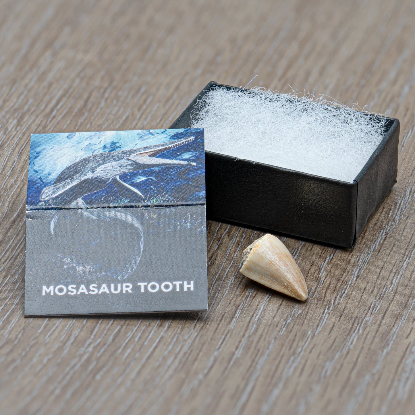 Mighty Mosasaur Tooth - Authentic Cretaceous Fossil Pocket Specimen