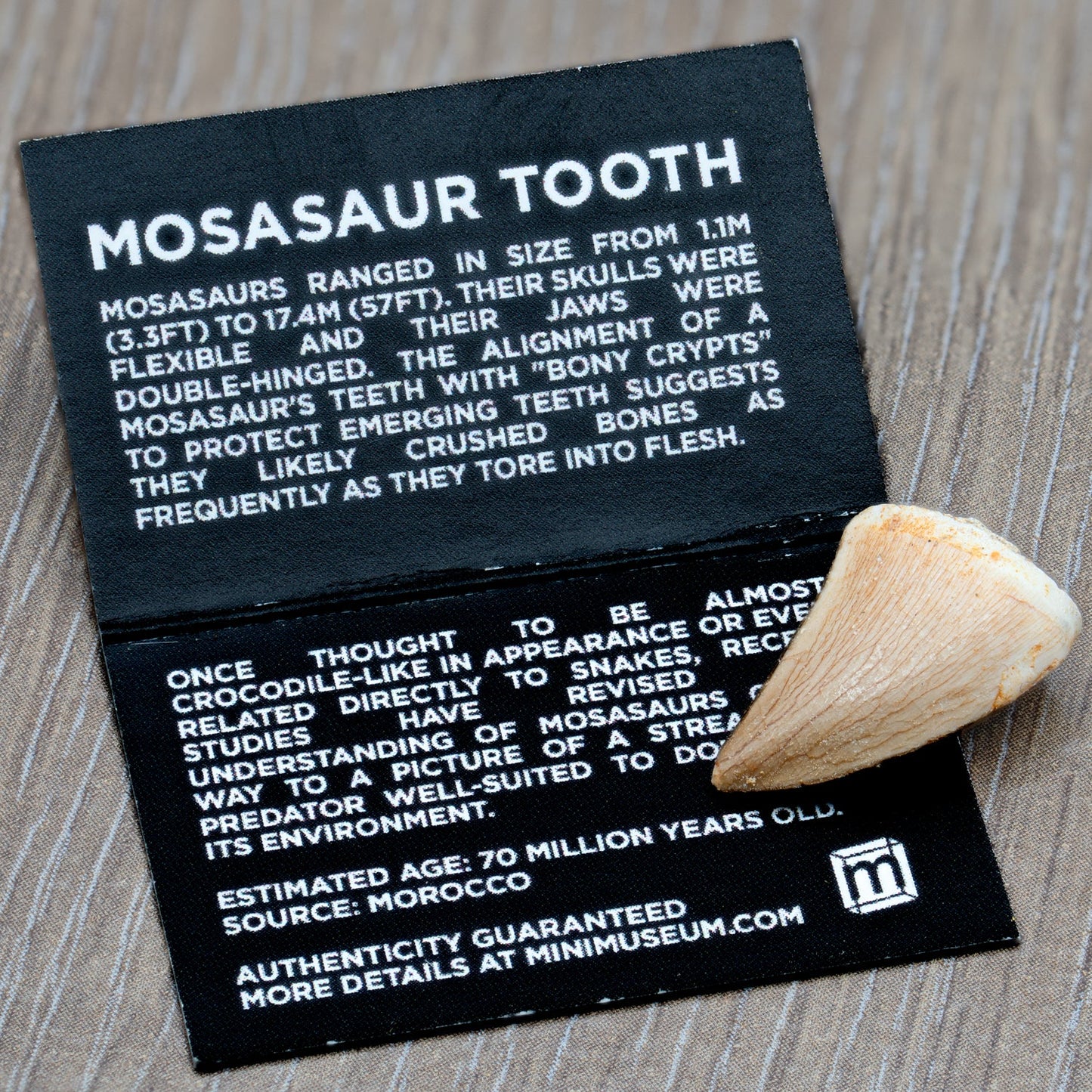 Mighty Mosasaur Tooth - Authentic Cretaceous Fossil Pocket Specimen