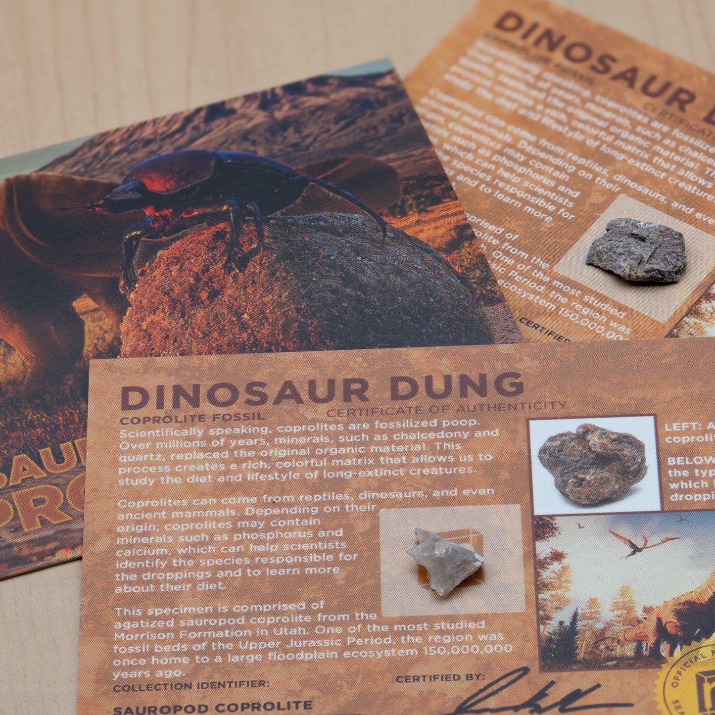 Dinosaur Dung Coprolite - Authentic Fossil Card Display