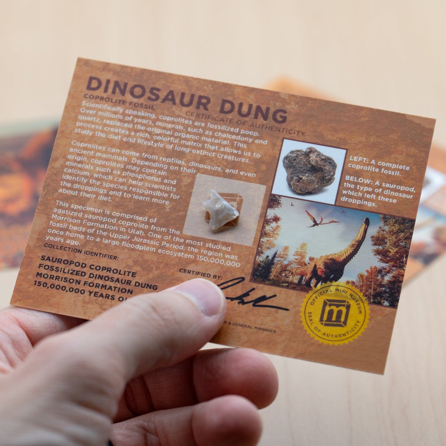 Dinosaur Dung Coprolite - Authentic Fossil Card Display