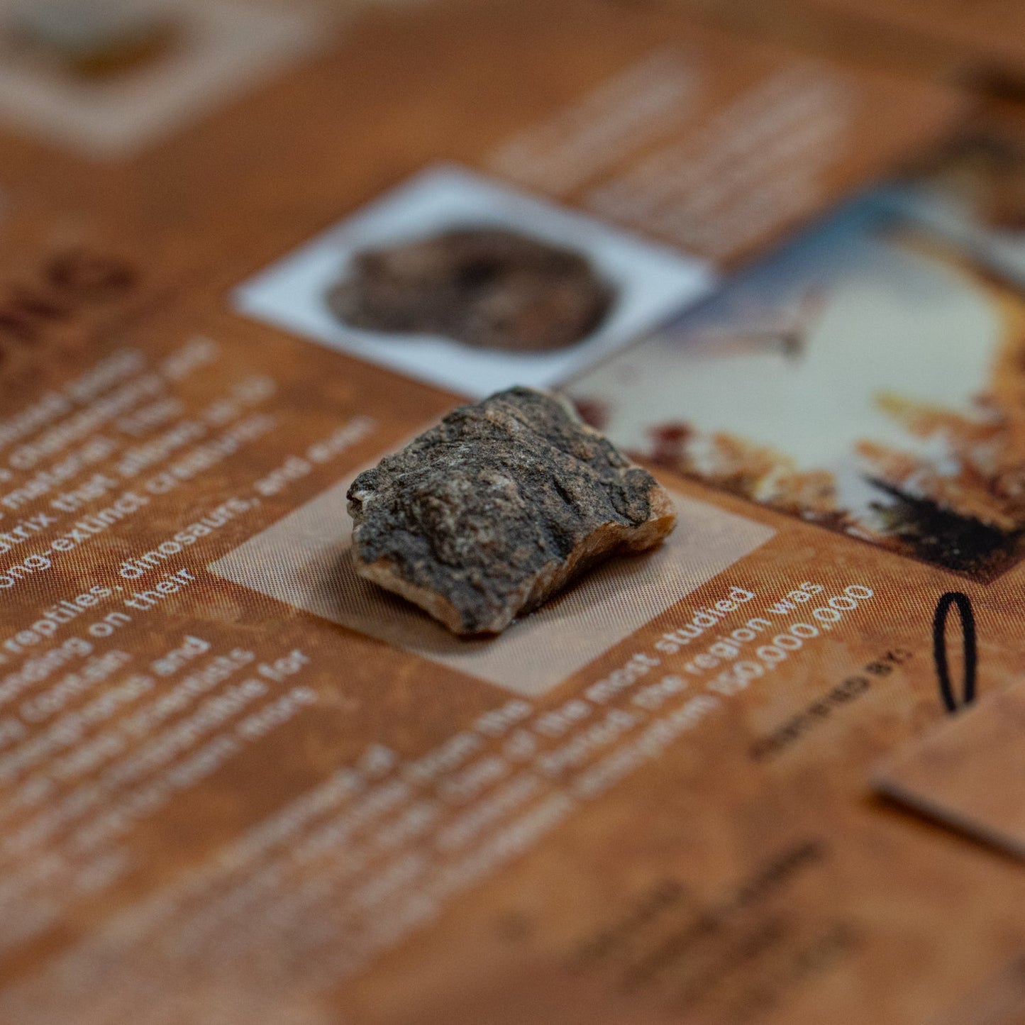 Dinosaur Dung Coprolite - Authentic Fossil Card Display