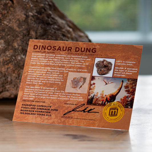 Dinosaur Dung Coprolite - Authentic Fossil Card Display