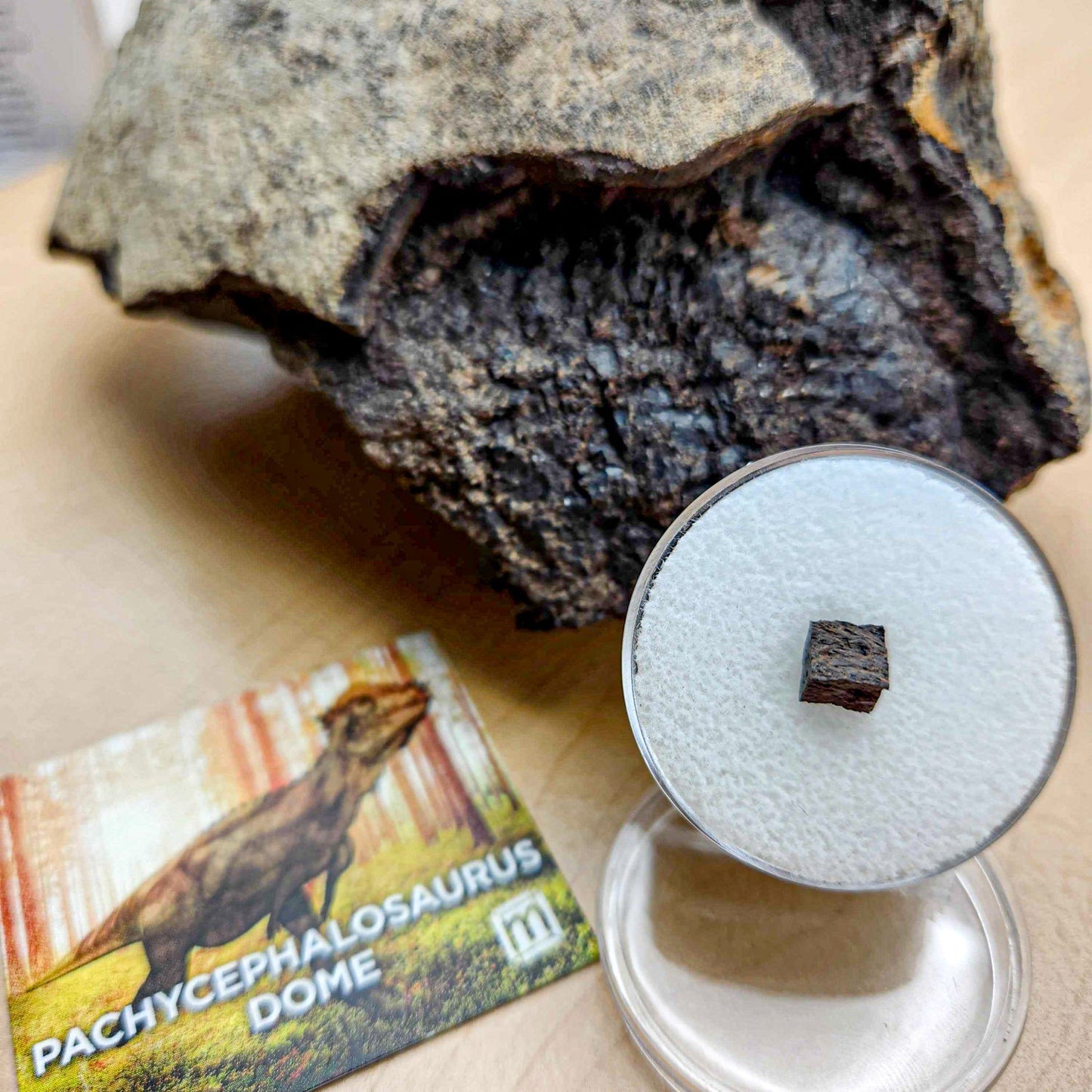 Pachycephalosaurus Dome Fragment - Authentic Hell Creek Fossil Specimen - Medium