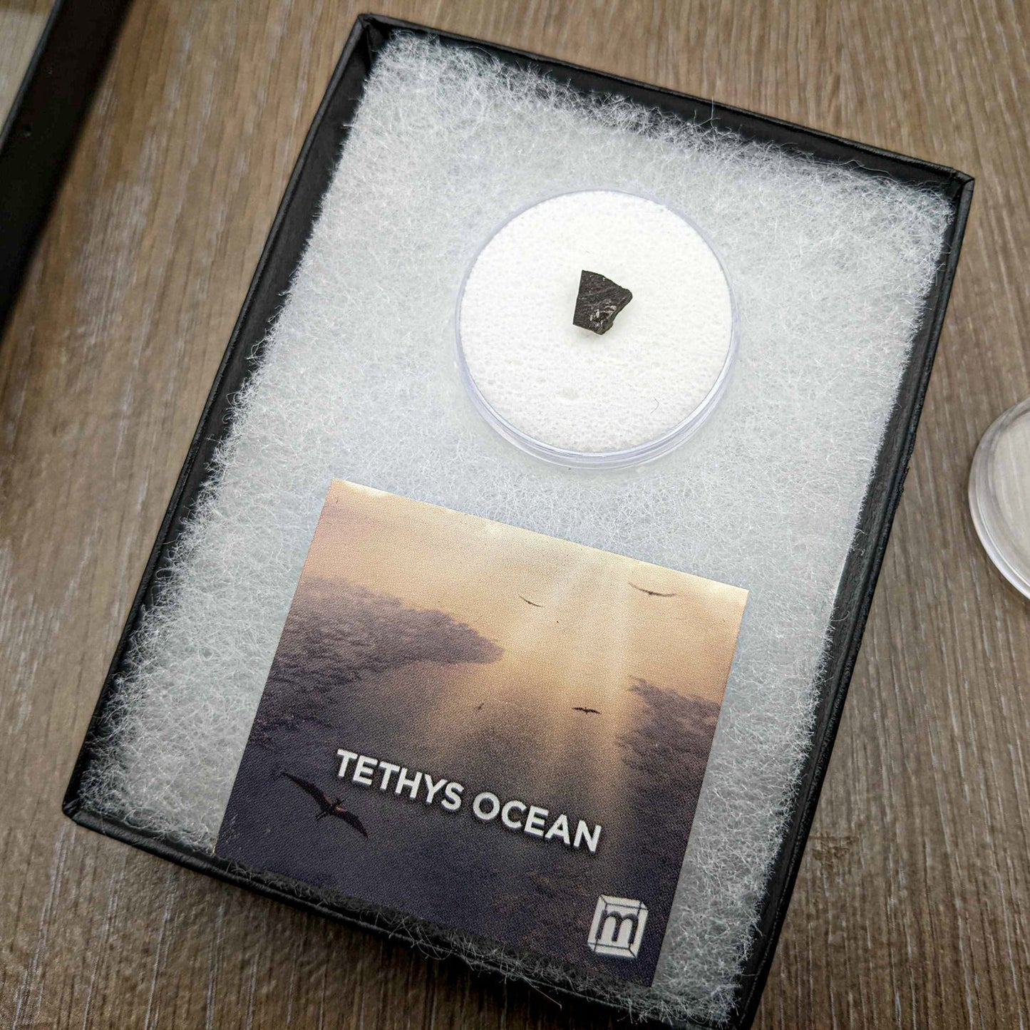 Tethys Ocean Floor - Authentic Triassic Limestone Marine Fossil Specimen
