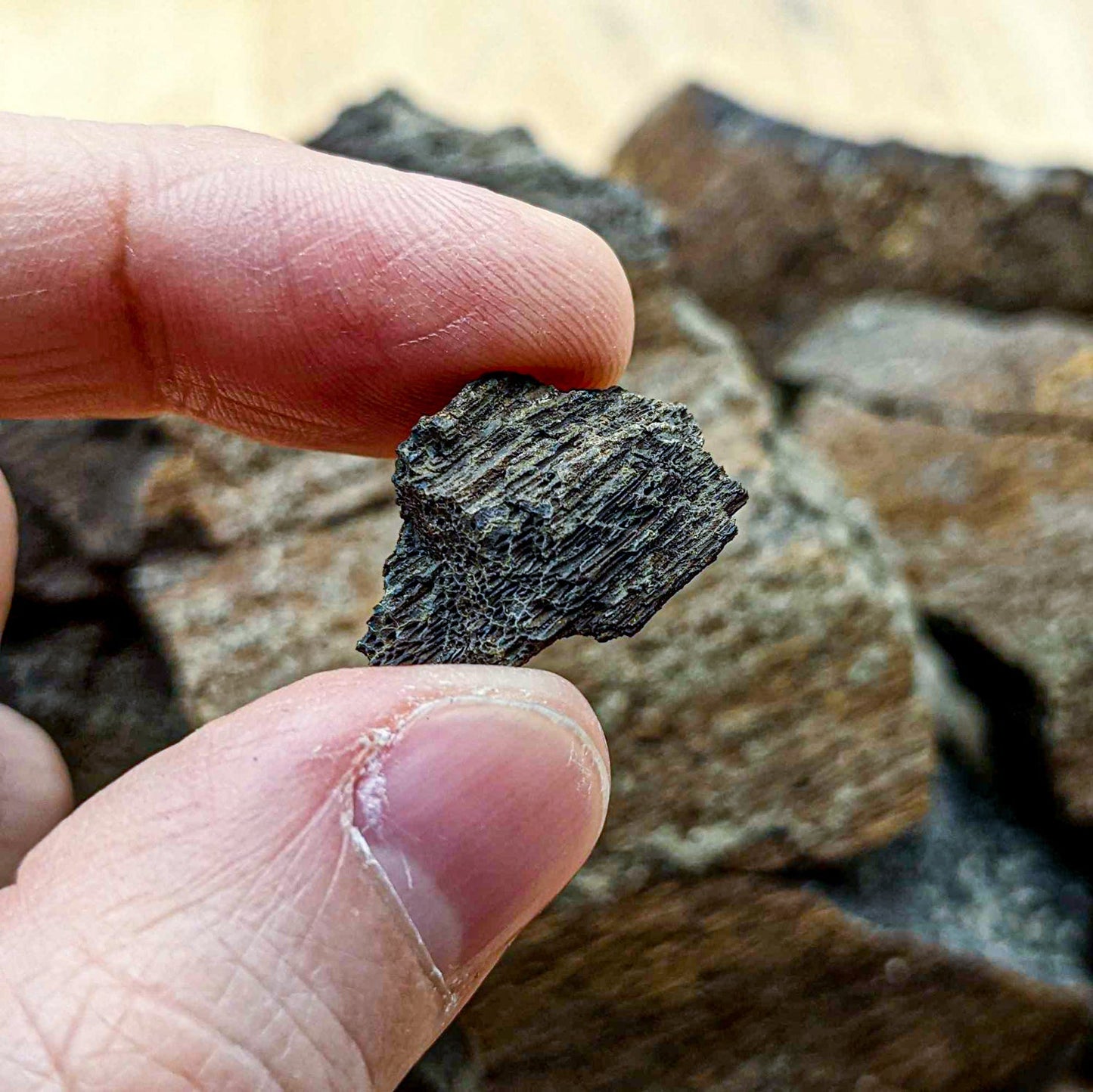 Dinosaur Food Cycad Fossil - Authentic Lance Formation Plant Fossil Specimen